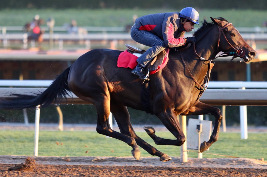 Midnight bisou stable notes