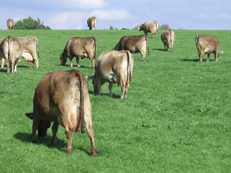 Cows 1046118 1280