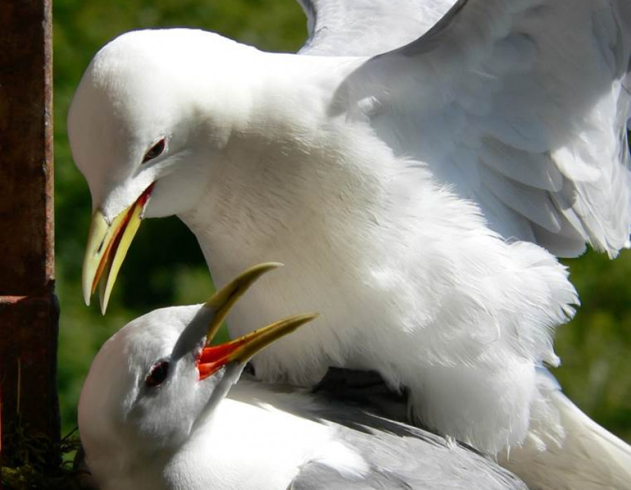 Copulating pair of kittiwakes JoelWhite