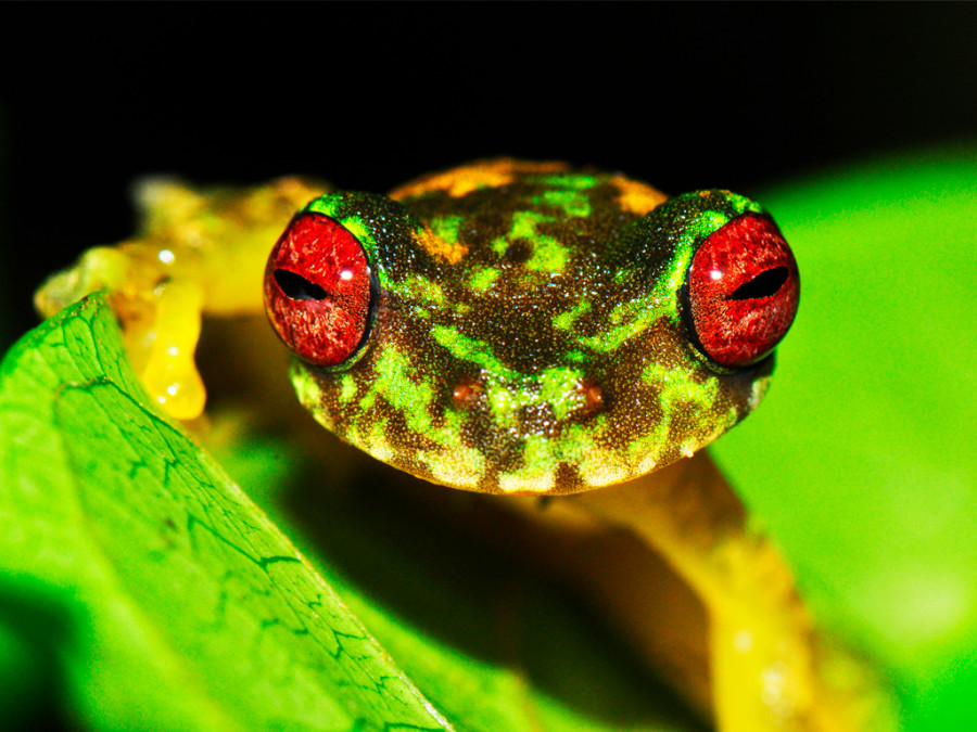 Rana