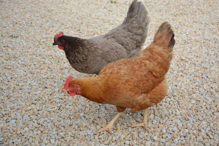 Hens 2666454 1920