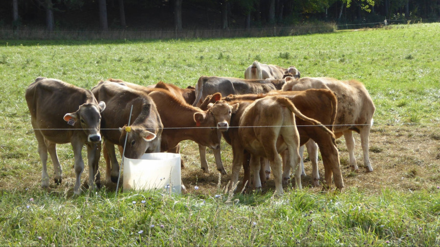 Cows grazing 1477795885sZg
