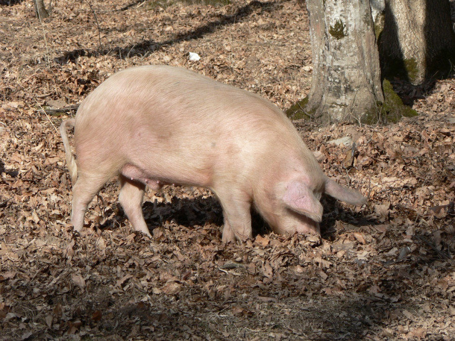 Wildlife autumn mammal fauna animals pigs 528057 pxhere