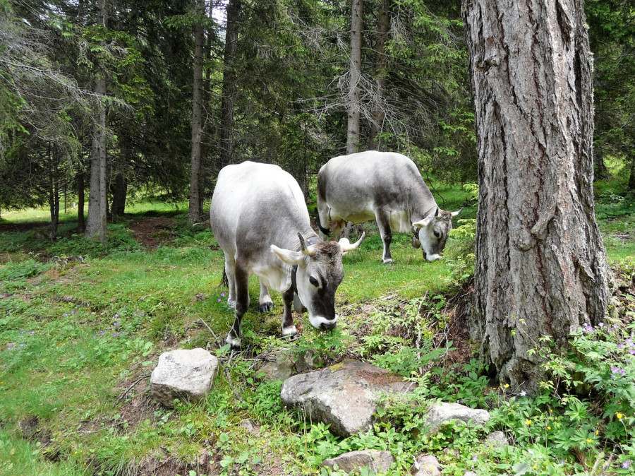 Animales bosque naturaleza 216420
