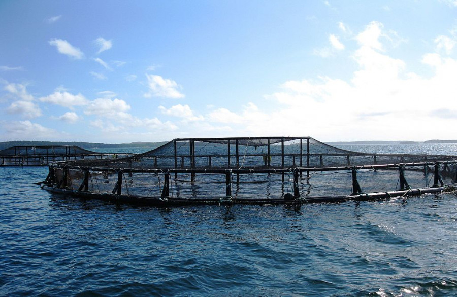 An aquaculture pen in the ocean off the coast of Maine