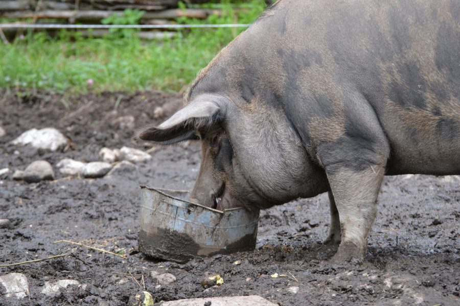 Pig 1513179645emN