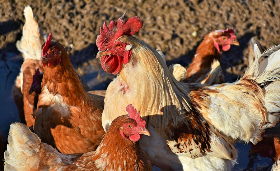 Chickens 3949178 1920