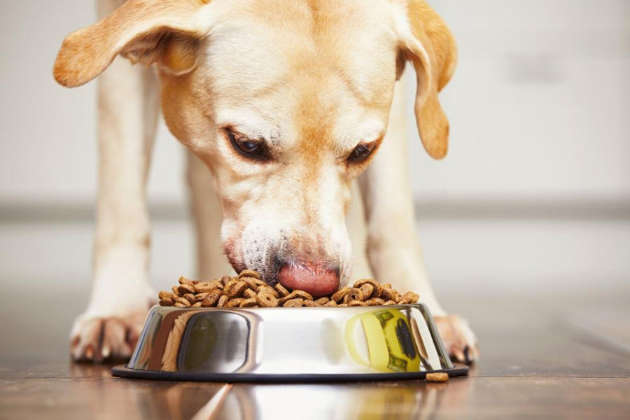 Mercurydogdiets