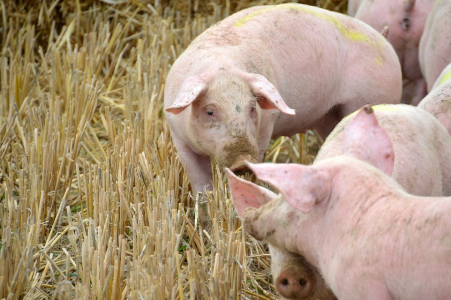 Pigs Pig Breeding Pork Mammals Farm Piglet Swine 3739221