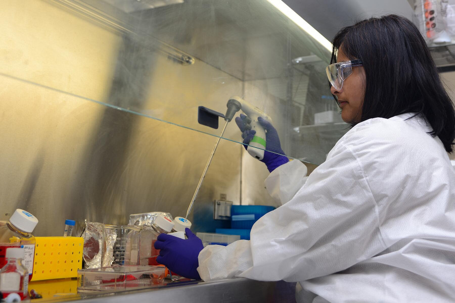 1 researcher works on asf vaccine analyses