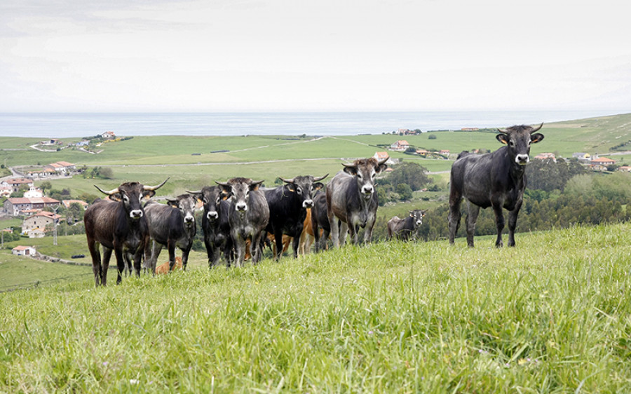 Webvacas ganaderia 3