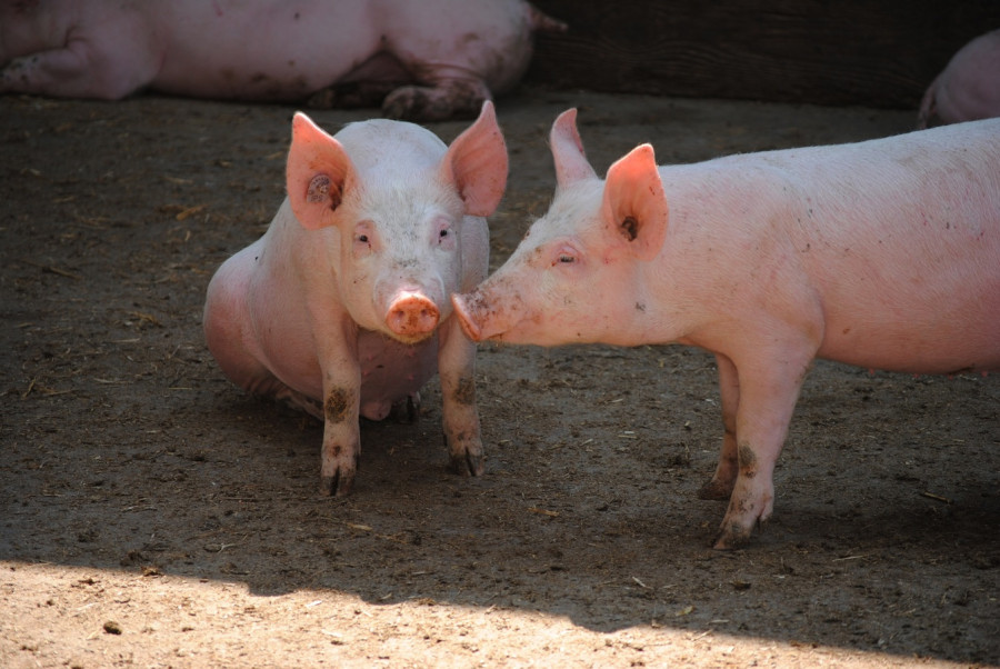Livestock mammal fauna sow vertebrate pig 1239043 pxhere