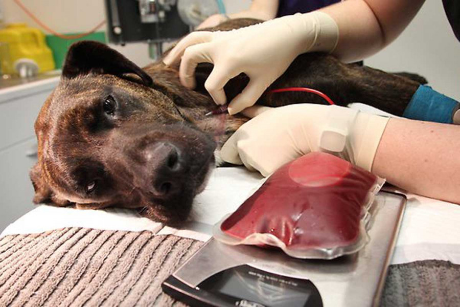037403 donor dog brisbane veterinary specialist centre1