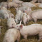 Detectan un virus con potencial zoonótico en cerdos australianos