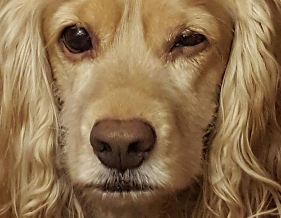 Banner squinting dog