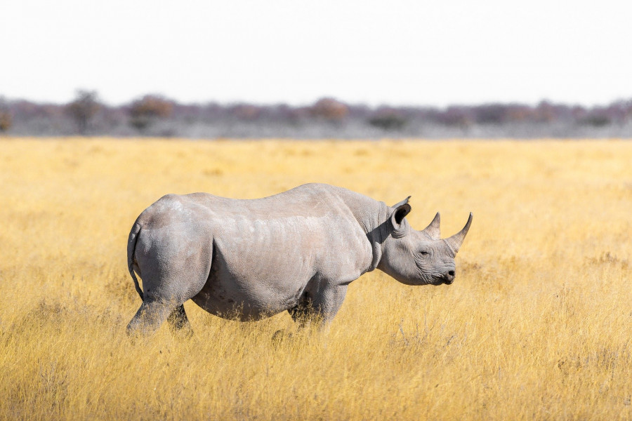 Whiterhino (1)