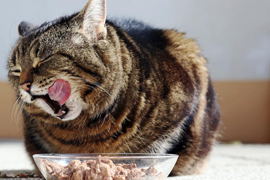 Catfood