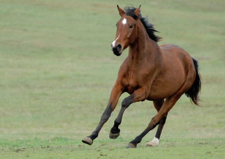 Horse 2087265 1280