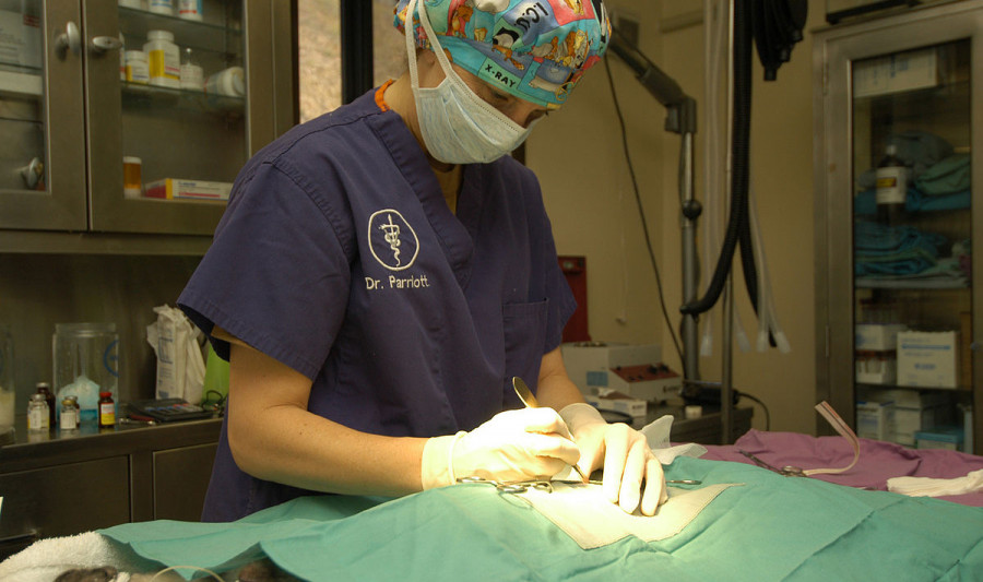 1200px US Navy 040129 N 8937A 023 Army Capt. Sandi Parriott conducts a routine spaying procedure on a DOD family housecat