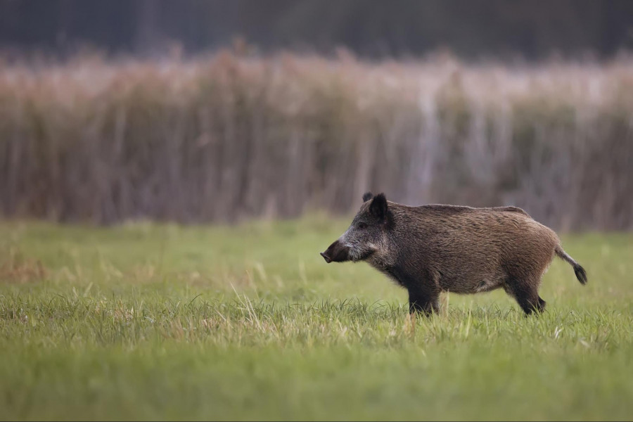 Wild Boar Sus scrofa