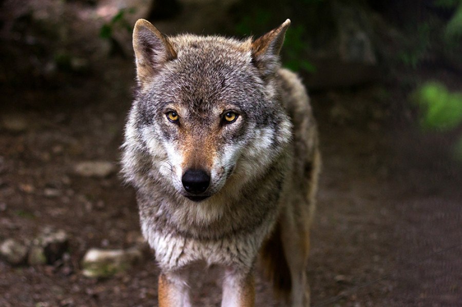 Medio rural lobo