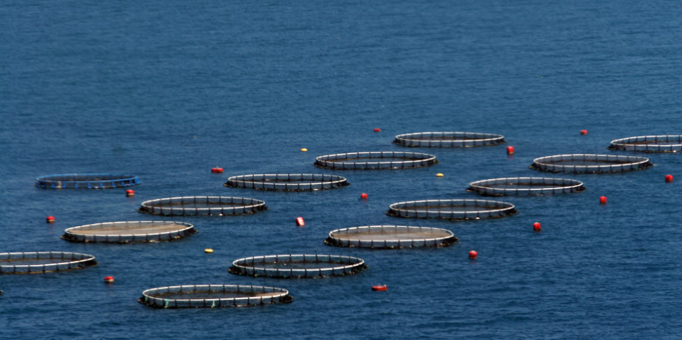 Datos dispares sobre la presencia de parásitos en peces procedentes de acuicultura consumidos en Europa