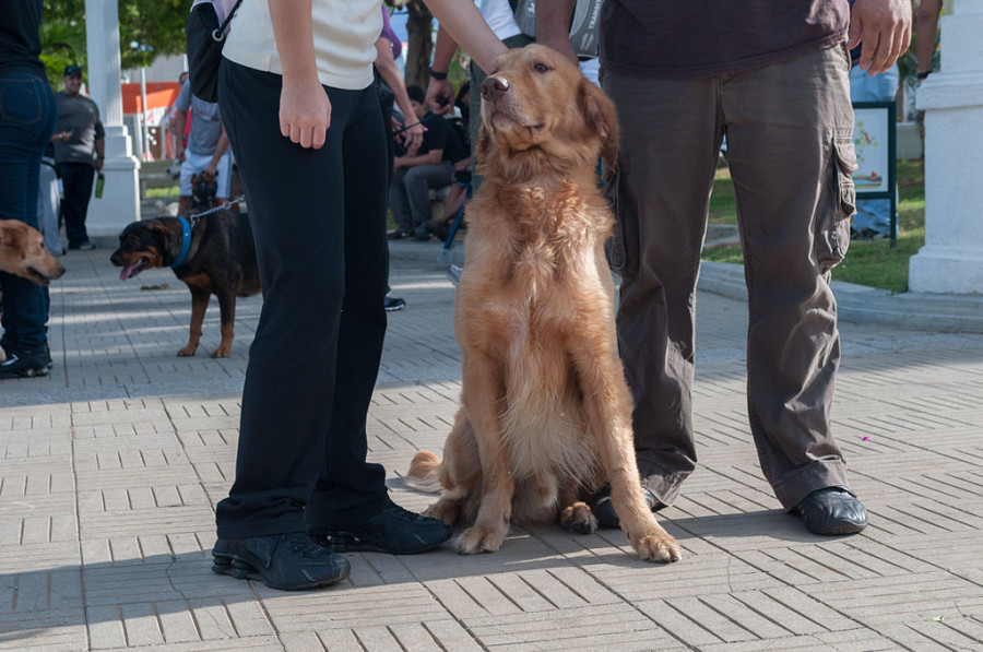 1024px Caminata por los perros y animales Maracaibo 2012 (25)