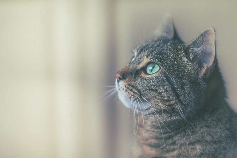 Cat CKD