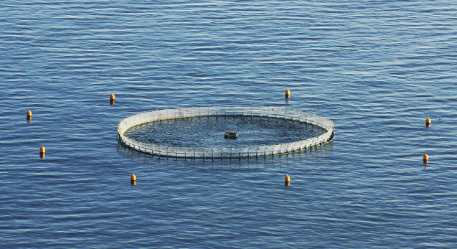 JAULA FLOTANTE
