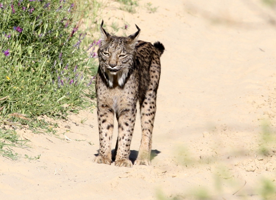 Lince iberico 3