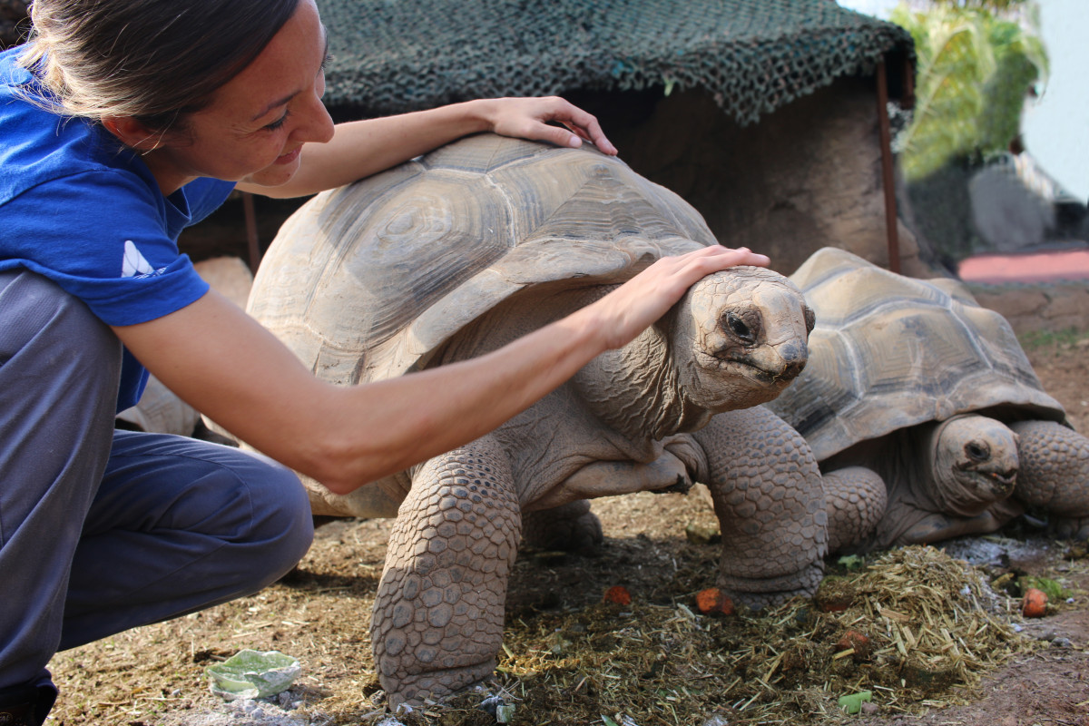Arancha junto a Darwin una de las tortugas de Aldabra