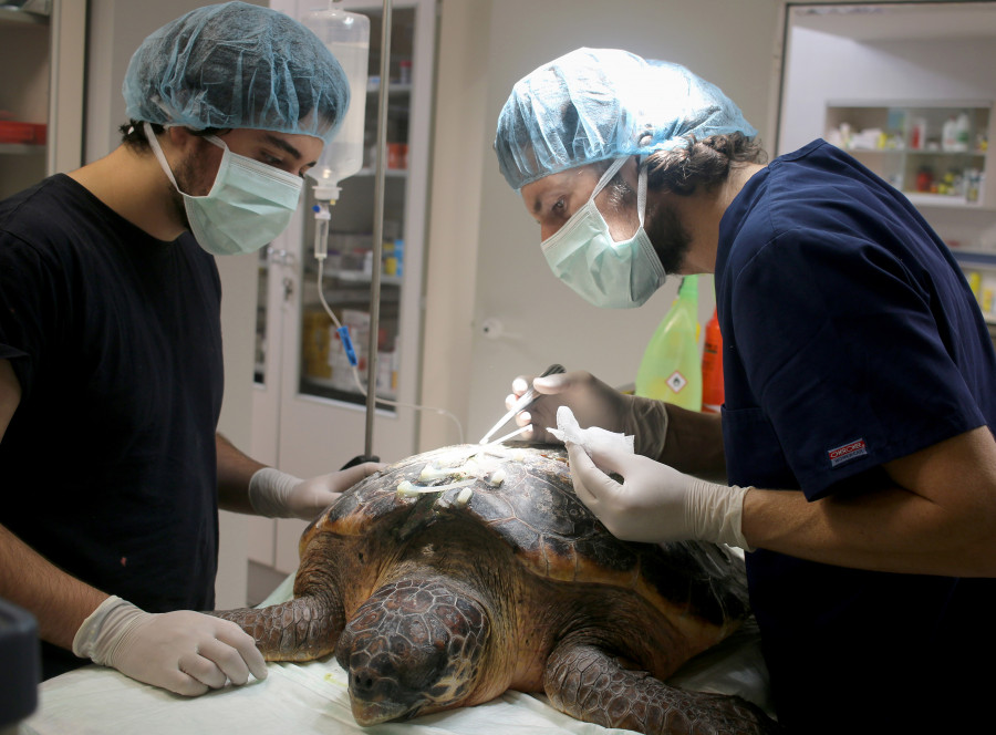 Operando a la tortuga marina herida número 408