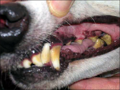 Greyhound dental disorders 1