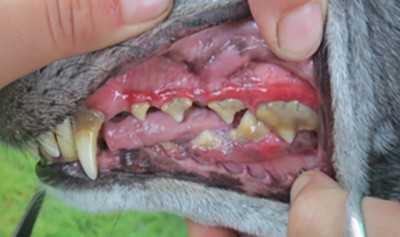 Greyhound dental disorders 2