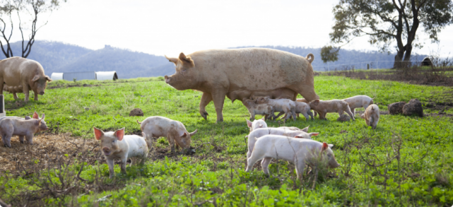 IMG 2937 Free range pig and piglets