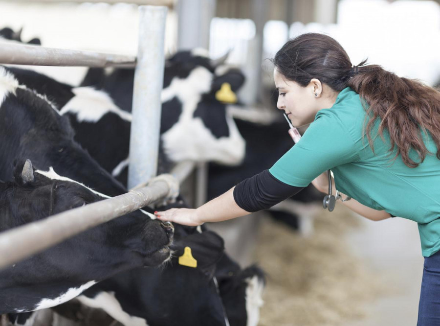 Veterinario ganadería medicamento