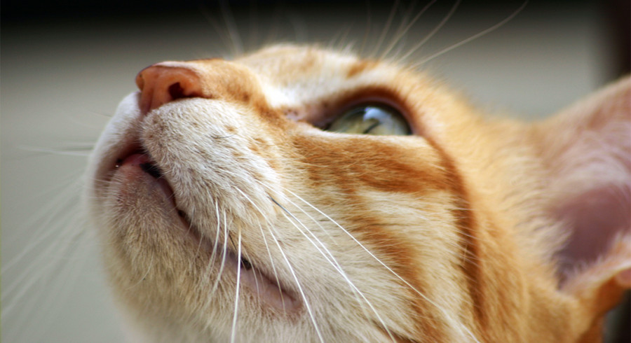 Katte 1100
