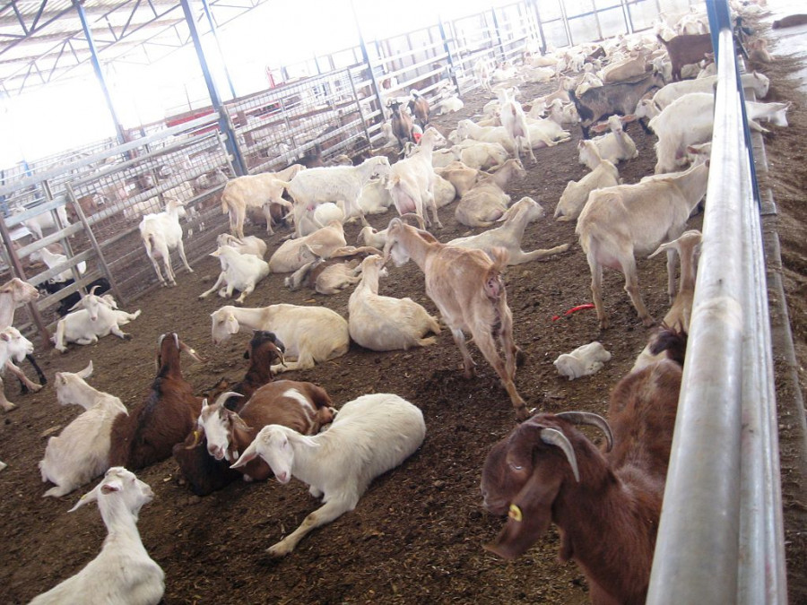 Susya goat farm