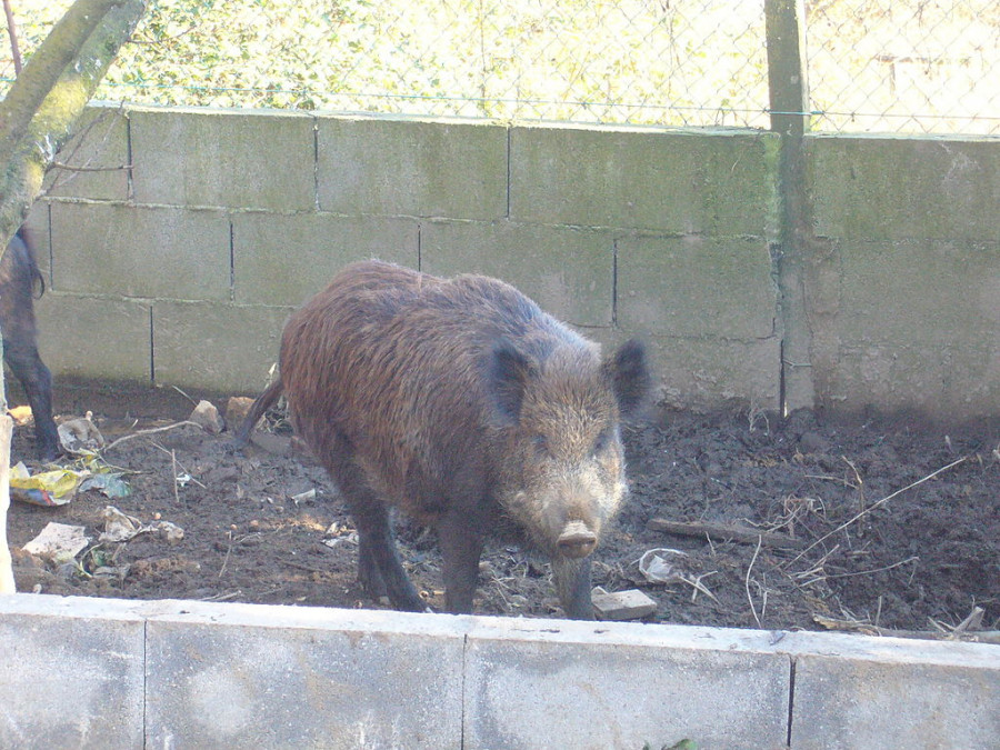 1024px Jabali.1   Pontevedra