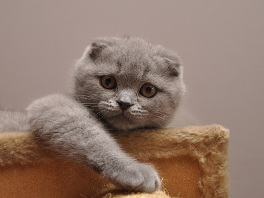 1022px Scottish Fold lila