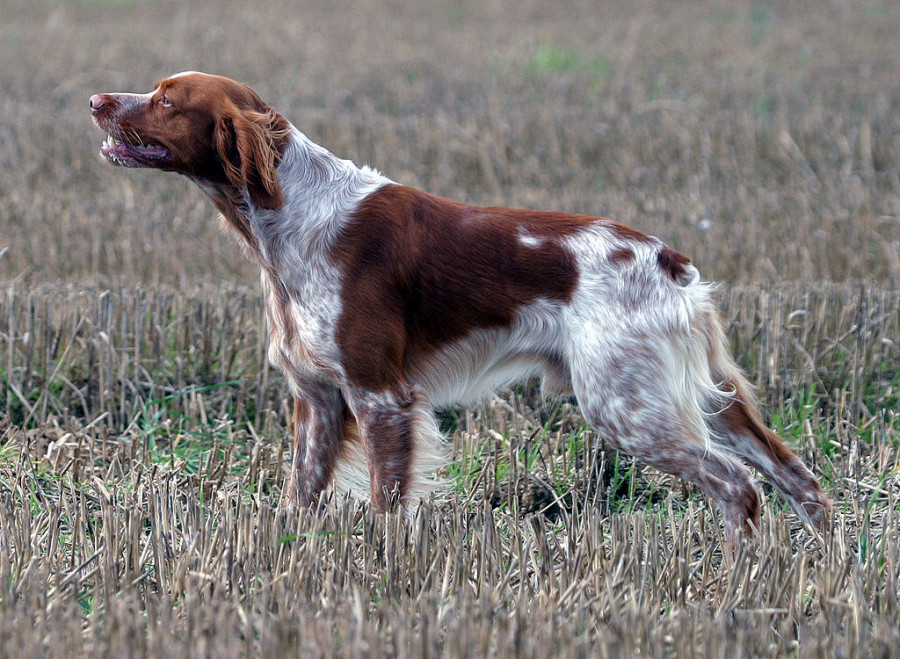1024px Epagneul Breton