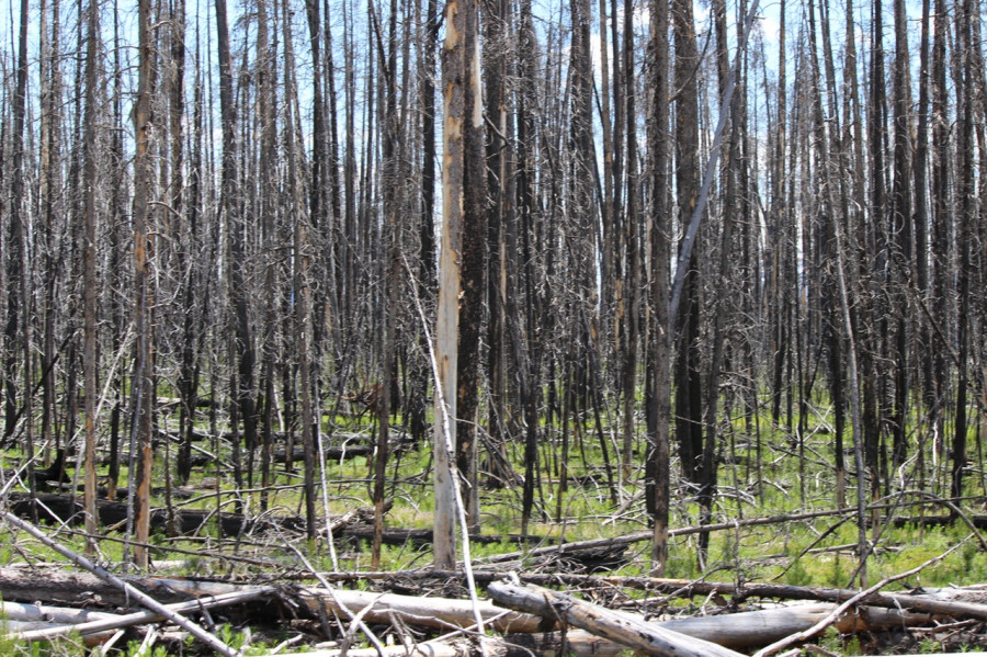 Forest trees 663334