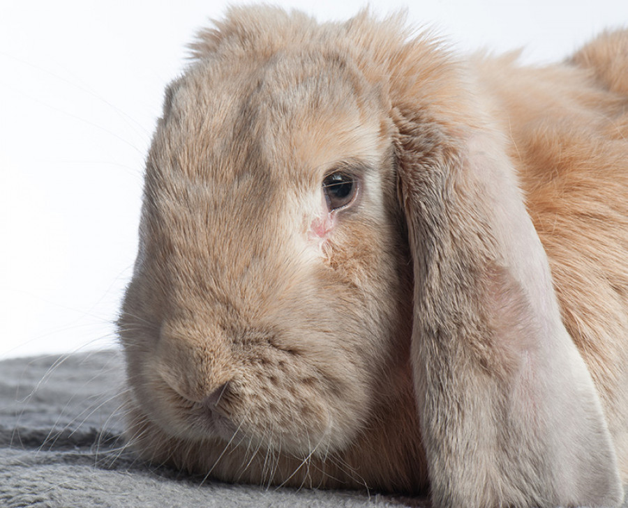 Los Conejos De Orejas Caidas Son Propensos A Sufrir Problemas De Salud