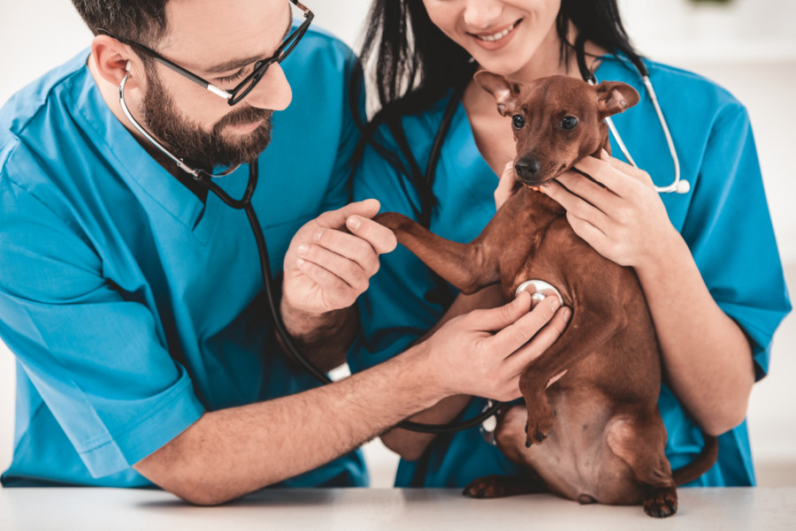 Dog physical exam