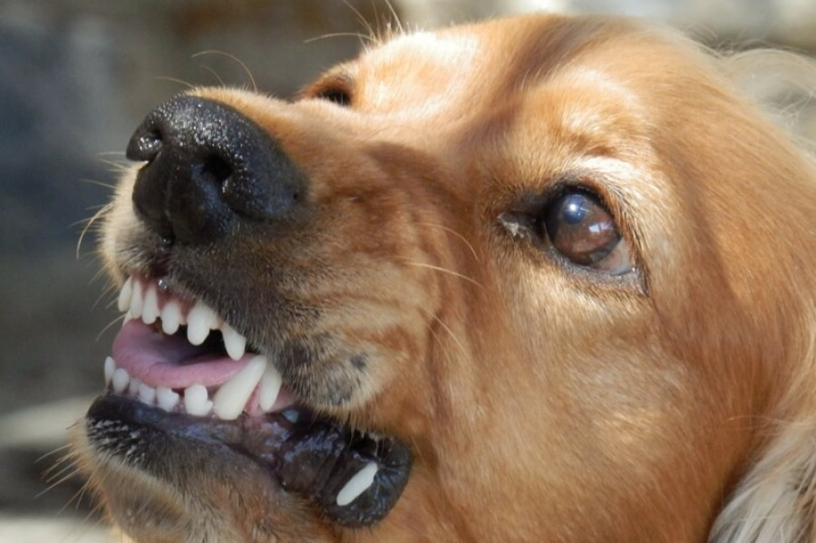 Rabies facts and prevention