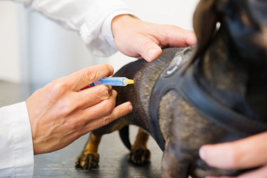 Dog Dog Guide A dog having an injection under its skin