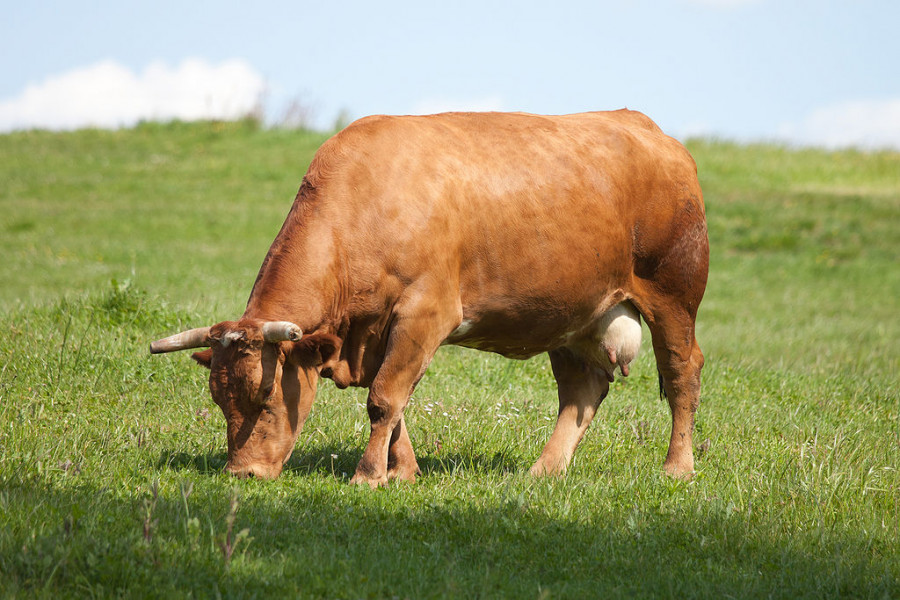 1024px 20100516 Vacas Vilarromarís, Oroso 8 1