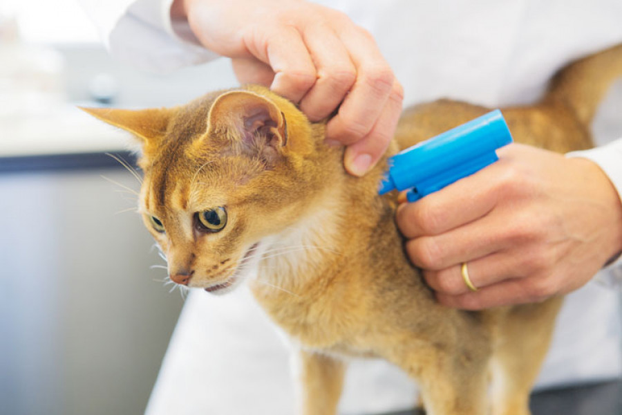 Updating pet microchip info