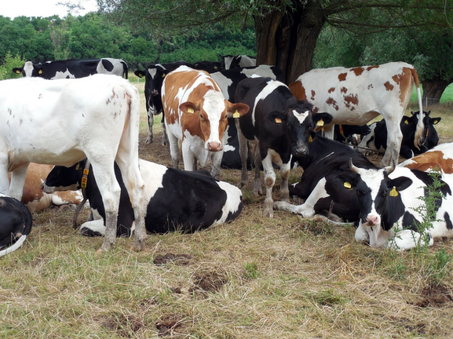 Black and white farm food cattle herd pasture 872745 pxhere