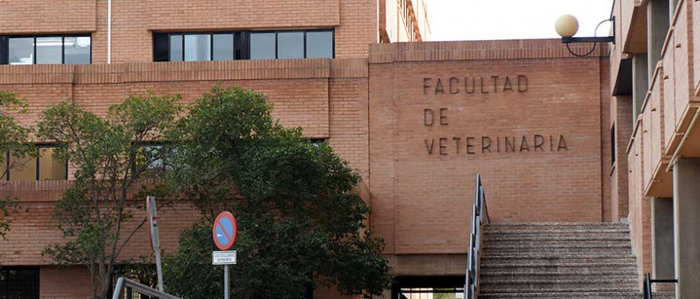 Gran competencia para entrar en Veterinaria en España, casi 8 solicitantes por plaza